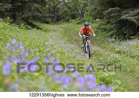 Woman mountain biker rides through a field of wild geraniums at Kincaid Park in Anchorage, Alaska View Large Photo Image Stock Photograph - Woman mountain biker rides through a field of wild geraniums at Kincaid Park in Anchorage, Alaska. Fotosearch