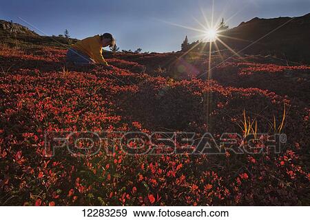 Woman picking alpine blueberries on Pillar Mountain at sunset, Kodiak Island, Southwest Alaska, autumn View Large Photo Image Stock Photo - Woman picking alpine blueberries on Pillar Mountain at sunset, Kodiak Island, Southwest Alaska, autumn. Fotosearch