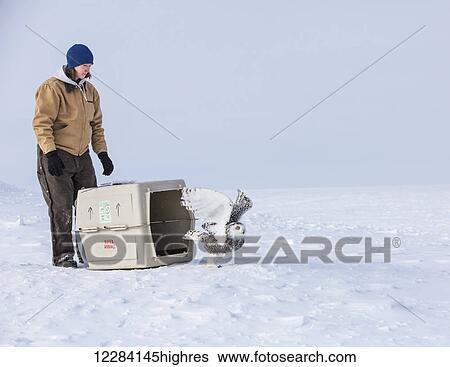 Stock Photograph - Woman releases a rehabilitated Snowy Owl onto the sea ice, North Slope Borough Wildlife Office, Barrow, North Slope, Arctic Alaska, USA, Winter. Fotosearch