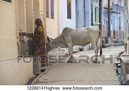 Woman with a cow in a street; Dharpatha Mal, Madhya Pradesh, India View Large Photo Image Stock Photograph - Woman with a cow in a street; Dharpatha Mal, Madhya Pradesh, India. Fotosearch