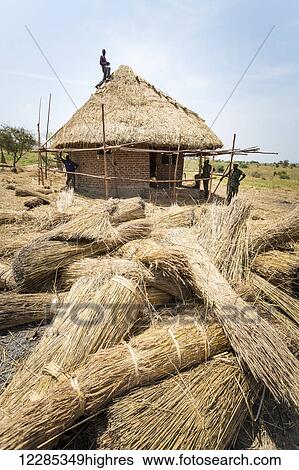 Stock Photograph - Workers building a grass thatched roof; Uganda. Fotosearch