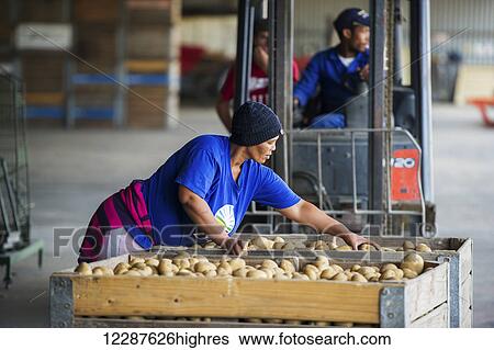 Stock Photograph - Workers preparing potatoes; Cape Town, Western Cape, South Africa. Fotosearch