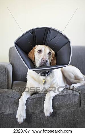 Yellow Labrador Retriever wearing a protective cone collar, or Elizabethan collar View Large Photo Image Stock Photo - Yellow Labrador Retriever wearing a protective cone collar, or Elizabethan collar. Fotosearch