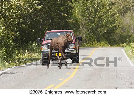 Stock Photograph - Young moose crosses in front of a car on the Old Seward Highway, Anchorage, Southcentral Alaska, USA. Fotosearch