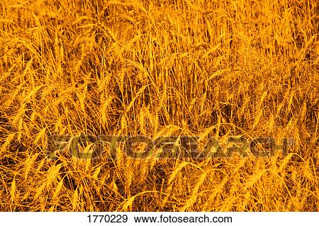 Closeup of a crop View Large Photo Image Stock Photo - Closeup of a crop. Fotosearch