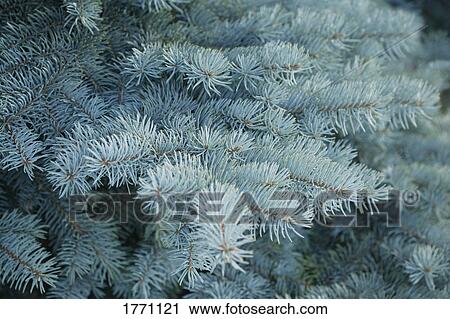 Fir tree branches View Large Photo Image Stock Image - Fir tree branches. Fotosearch