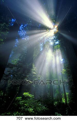 Stock Photo - Sunlight filtering through dense forest foliage. Fotosearch