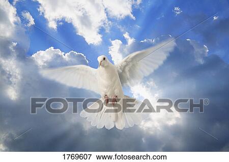 A dove in the sky View Large Photo Image Stock Photo - A dove in the sky. Fotosearch