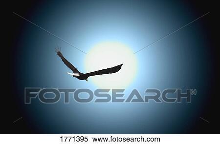 Eagle in flight View Large Photo Image Stock Photography - Eagle in flight. Fotosearch