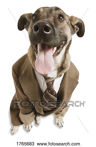 Stock Image - A dog with a suit. Fotosearch