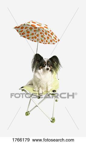 Dog on a beach chair View Large Photo Image Stock Photo - Dog on a beach chair. Fotosearch