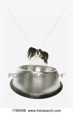 Stock Photo - A hungry dog. Fotosearch