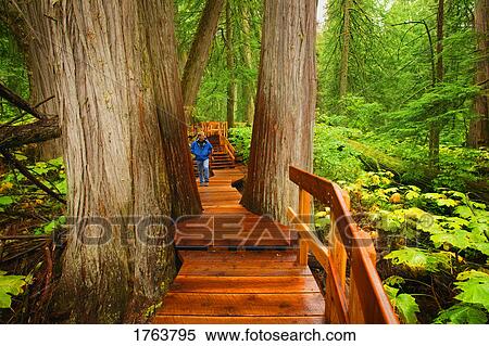 Person walking through forest View Large Photo Image Stock Photography - Person walking through forest. Fotosearch