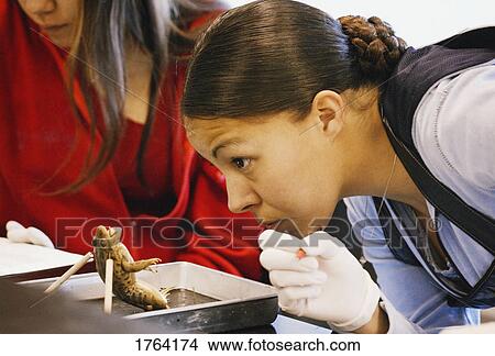 Picture - Girl examines a frog. Fotosearch