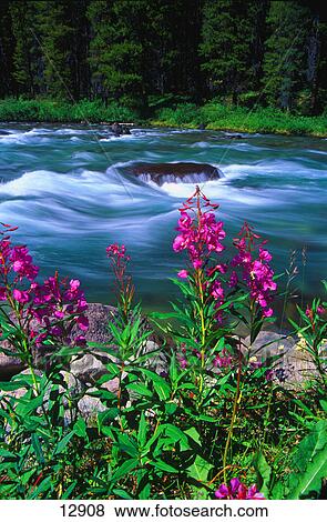 Colorful flowers in front of river View Large Photo Image Stock Photo - Colorful flowers in front of river. Fotosearch
