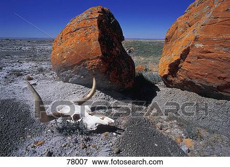Cow skull and large boulder in desert Red Rock Coulee Alberta View Large Photo Image Stock Photo - Cow skull and large boulder in desert Red Rock Coulee Alberta. Fotosearch