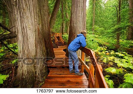 Stock Photo - Enjoying the forest view. Fotosearch