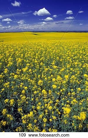 Stock Photo - Field of canola in bloom. Fotosearch