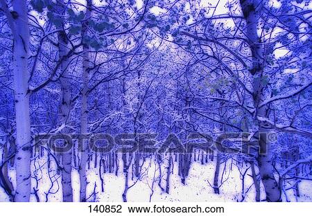 Stock Image - Forest in winter. Fotosearch