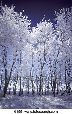 Stock Photography - Frost and snow covered trees. Fotosearch