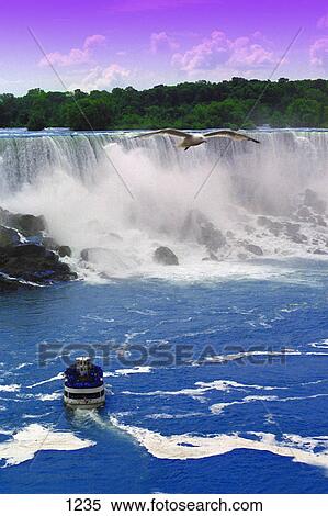 Niagara Falls with gull flying over View Large Photo Image Stock Photography - Niagara Falls with gull flying over. Fotosearch