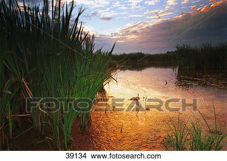 Pond at sunrise with reeds at edge View Large Photo Image Picture - Pond at sunrise with reeds at edge. Fotosearch