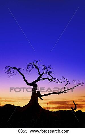 Silhouette of a tree at sunset View Large Photo Image Stock Photography - Silhouette of a tree at sunset. Fotosearch