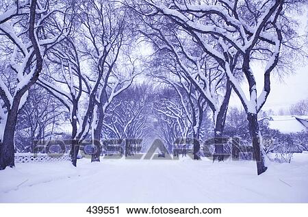 Stock Image - Snow covered trees. Fotosearch