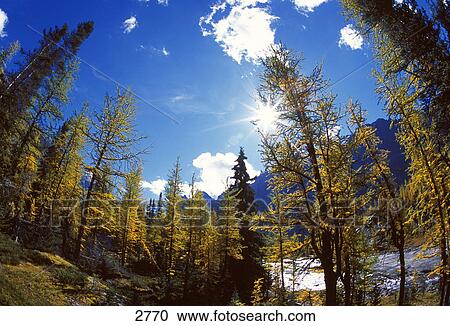 Stock Image - Sunlight through trees. Fotosearch