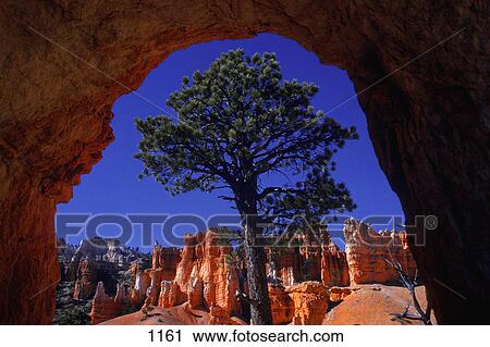 Tree viewed from cave in desert View Large Photo Image Stock Image - Tree viewed from cave in desert. Fotosearch