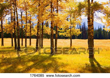 Stock Photography - Trees in autumn. Fotosearch