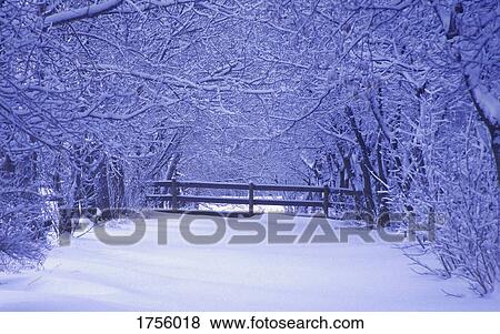 Stock Photo - Trees in winter. Fotosearch