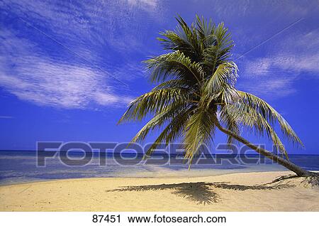 View of ocean from beach with palm tree View Large Photo Image Stock Image - View of ocean from beach with palm tree. Fotosearch