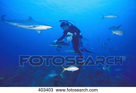 Feeding View Large Photo Image Stock Image - Feeding. Fotosearch