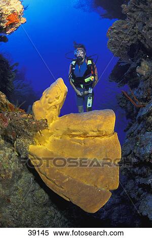 Scuba diver looking at large tube sponge View Large Photo Image Stock Photography - Scuba diver looking at large tube sponge. Fotosearch