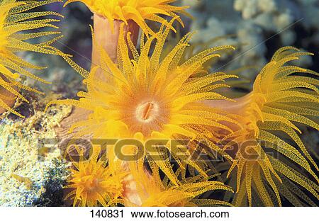 Stock Image - Anemone. Fotosearch