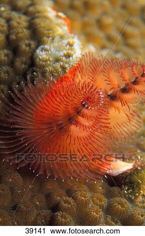 Christmas tree worm View Large Photo Image Stock Image - Christmas tree worm. Fotosearch