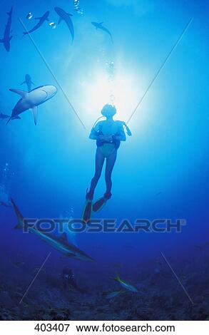 Stock Photo - Circling sharks. Fotosearch
