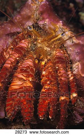 Closeup of hermit crab View Large Photo Image Stock Image - Closeup of hermit crab. Fotosearch