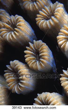 Coral View Large Photo Image Stock Image - Coral. Fotosearch