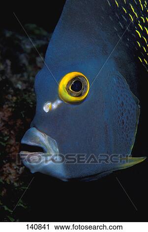 Stock Image - Cream angelfish. Fotosearch