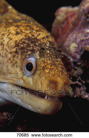 Eel View Large Photo Image Stock Photography - Eel. Fotosearch