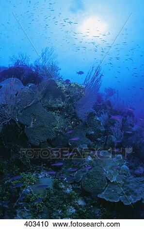 Stock Image - Fish and coral. Fotosearch