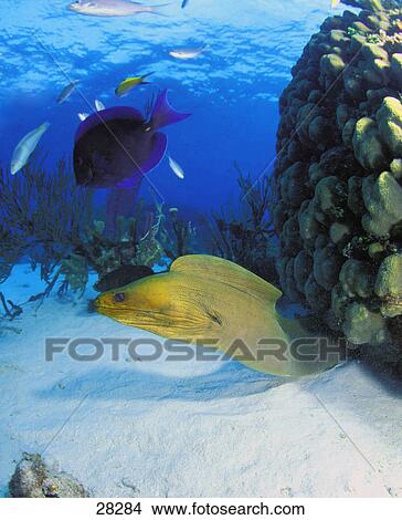 Fish And Eel On Ocean Floor Picture 28284 Fotosearch