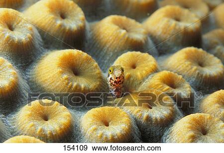 Stock Photo - Goby hiding in moon polyp. Fotosearch