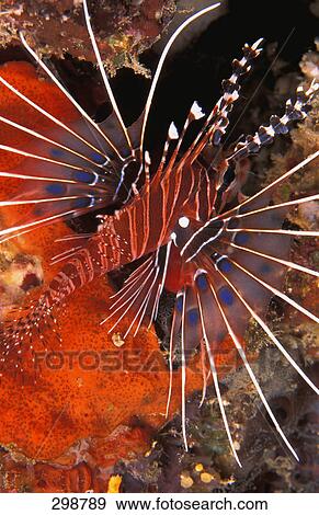 Stock Photo - Lionfish. Fotosearch