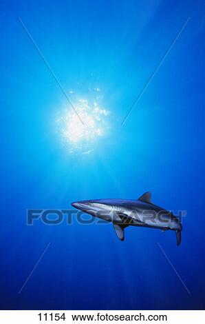 Picture - Lone shark illuminated by underwater sunlight. Fotosearch