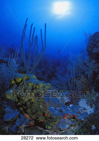 Ocean floor View Large Photo Image Stock Image - Ocean floor. Fotosearch