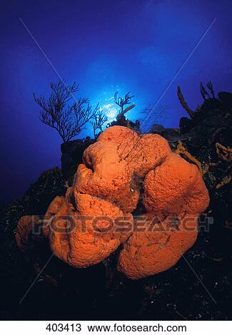 Orange Elephant Ear Sponge View Large Photo Image Stock Image - Orange Elephant Ear Sponge. Fotosearch
