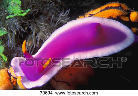 Purple and white nudibranch View Large Photo Image Picture - Purple and white nudibranch. Fotosearch